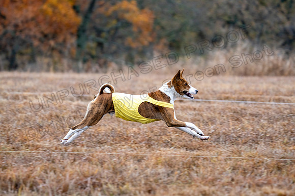 Basenji-10