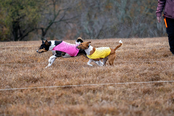 Basenji-11