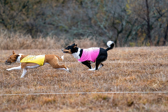 Basenji-12