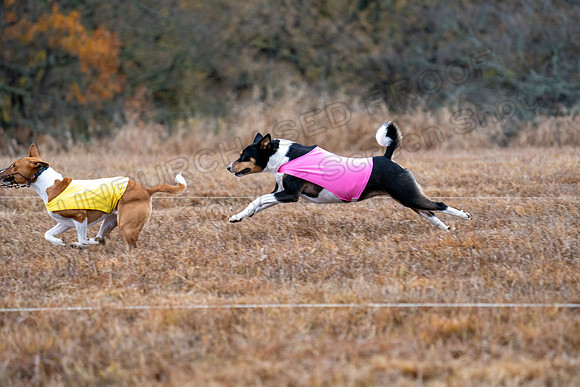 Basenji-13