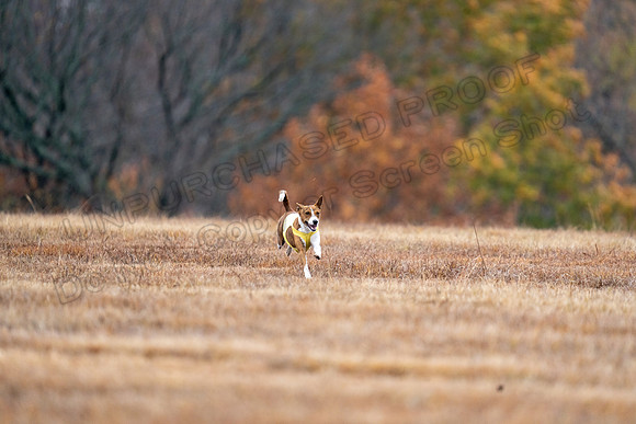 Basenji-9