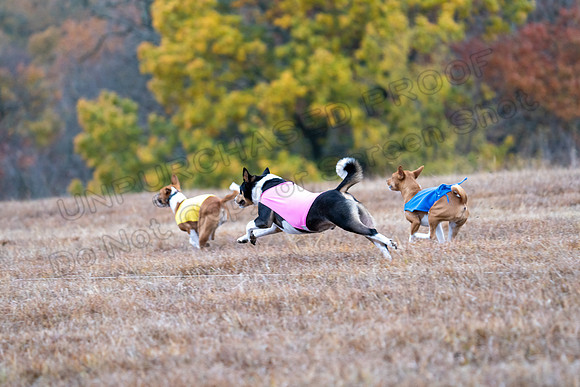 Basenji-14