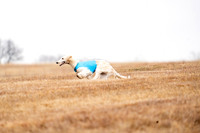 Borzoi-18