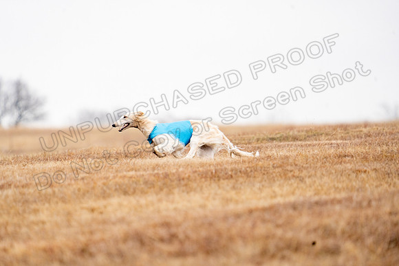 Borzoi-18