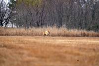 Borzoi-19