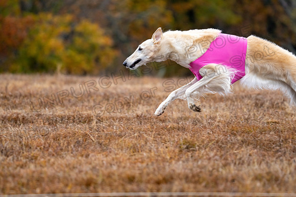 Borzoi-2