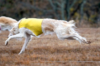 Borzoi-3