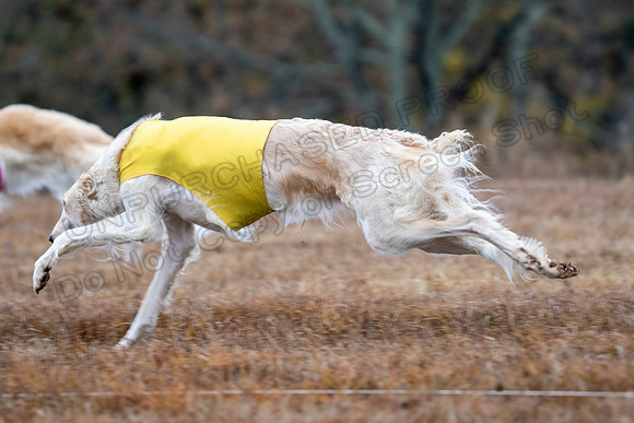 Borzoi-3