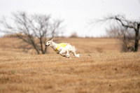 Borzoi-7
