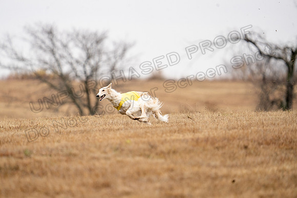 Borzoi-7