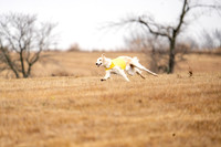 Borzoi-6