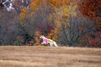 Borzoi-4