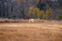 Borzoi-8