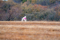 Borzoi-9