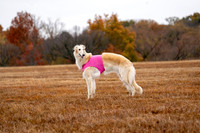 Borzoi-13