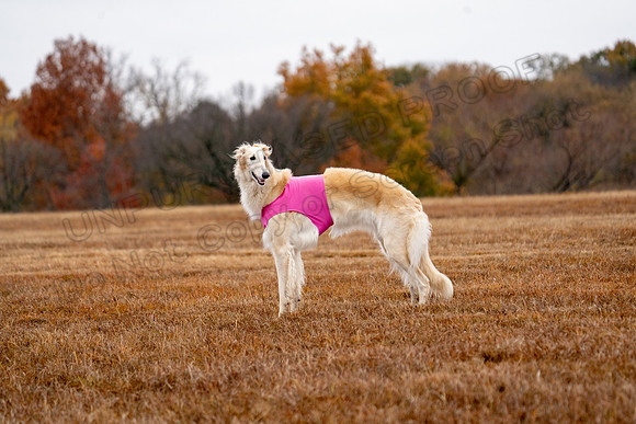 Borzoi-13