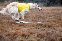 Borzoi-12