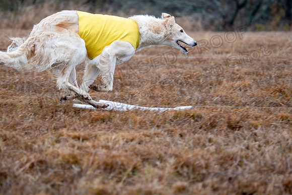 Borzoi-12