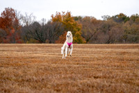 Borzoi-11