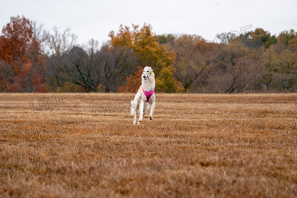 Borzoi-11