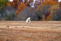 Borzoi-10