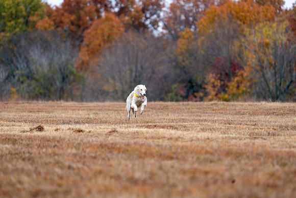 Borzoi-10