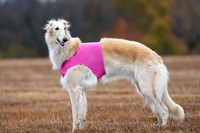 Borzoi-14