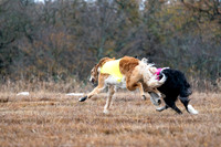 Borzoi-15