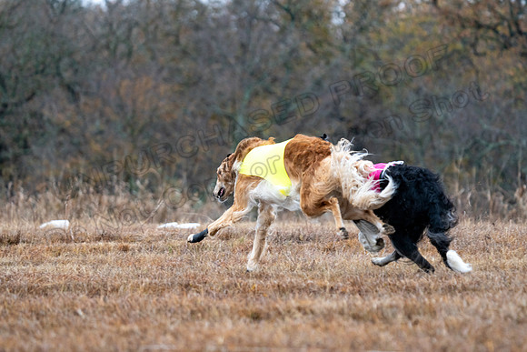 Borzoi-15