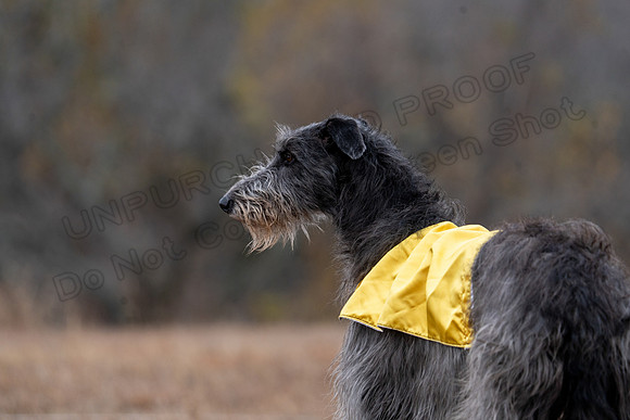 Deerhound-17