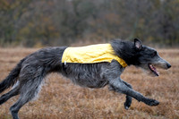 Deerhound-14