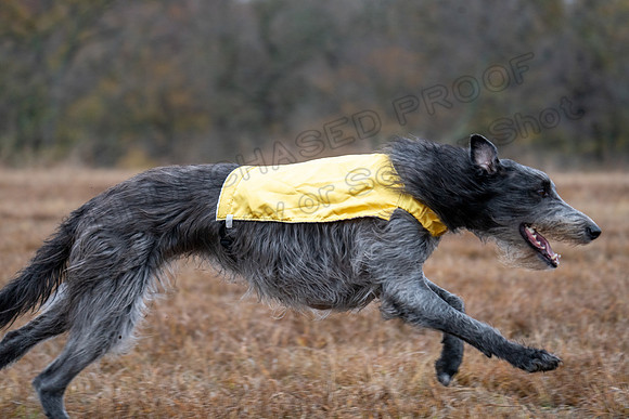 Deerhound-14