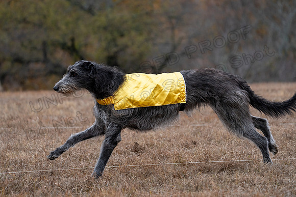 Deerhound-15