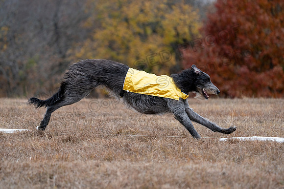 Deerhound-28