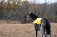 Deerhound-16