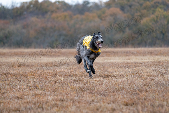 Deerhound-12