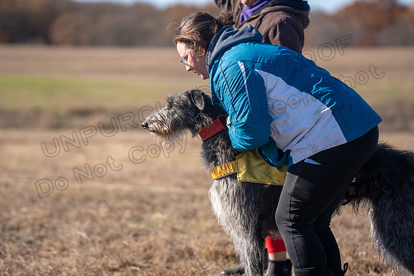 Deerhound-39