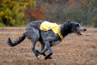 Deerhound-13