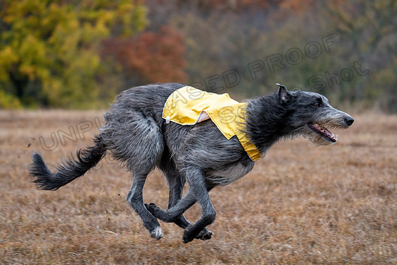 Deerhound-13