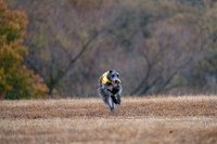 Deerhound-10