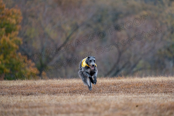 Deerhound-10
