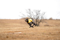 Deerhound-8
