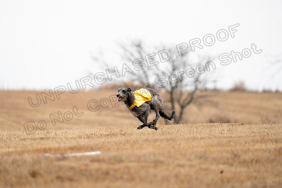 Deerhound-8