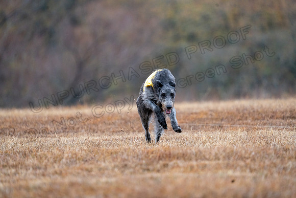 Deerhound-11