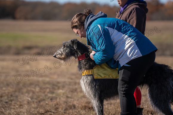 Deerhound-38