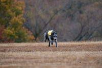Deerhound-9