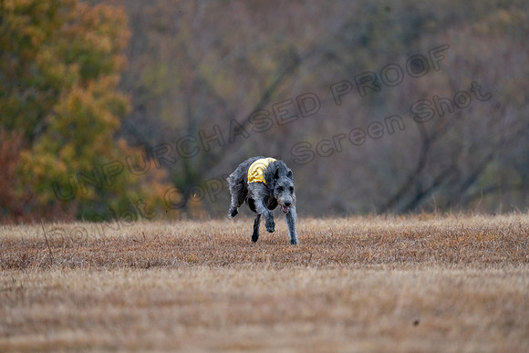 Deerhound-9