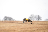 Deerhound-7