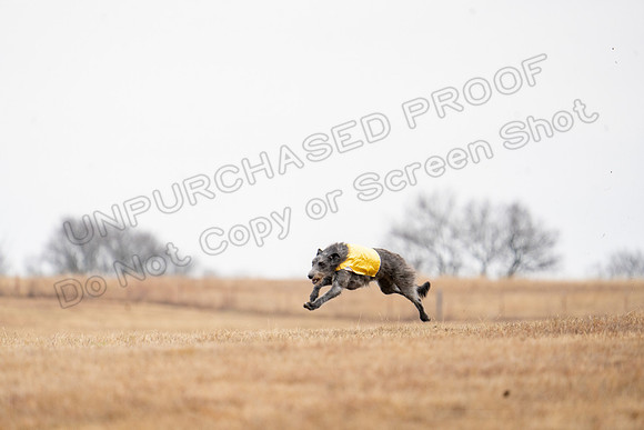 Deerhound-7