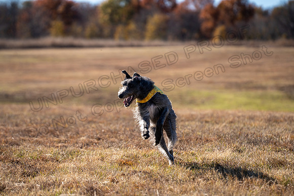 Deerhound-43